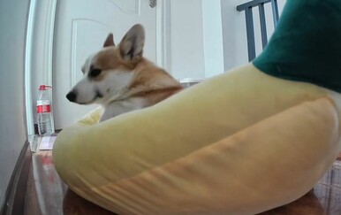 Pas odlično dočarao pospano jutro, gledatelji se pronašli u objavi