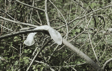 Kako su kondomi otkrili tajne preživljavanja cikada u amazonskoj prašumi?