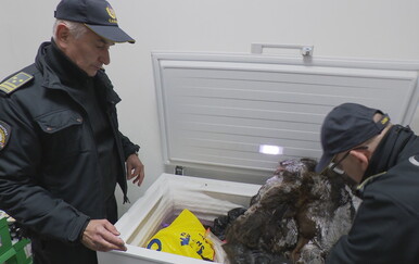 Otkrili neprijavljenu gotovinu i kožu mrkog medvjeda na granici: Kazne su paprene