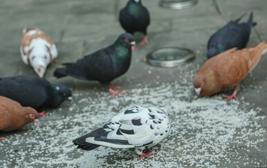 Zašto nikada ne vidimo mladunče goluba? Uz teorije zavjere postoji i logično objašnjenje