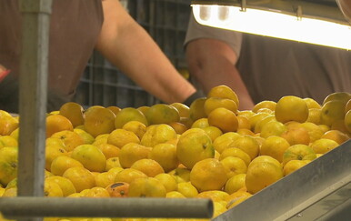 Najezda voćne muhe ugrožava proizvodnju: Uvedene nove mjere potpore