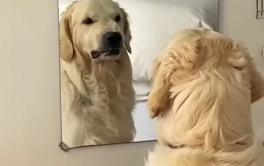 Pas iznenadio vlasnicu pa podijelila snimku neobičnog ponašanja