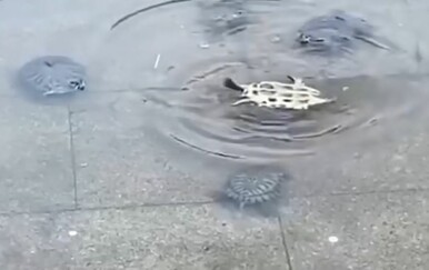 Što se dogodi kad kornjača zaglavi na leđima? Snimka otkrila kako rješavaju nezgodni problem