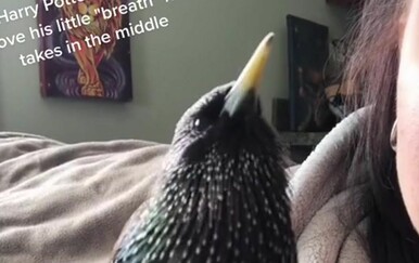 Ptica svojim pjevom oduševila fanove Harryja Potterea - pogledajte njezinu izvedbu