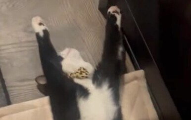 Ljubimci im uljepšali dan pa su sa svima podijelili preslatke snimke