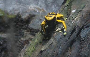 Žabe, iako ljigave, ključne su za ekosustav i očuvanje prirode.