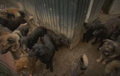 Ilegalni azili i birokratski kaos: Institucije prebacuju odgovornost dok u "azilima" ograđenim strujom borave stotine pasa