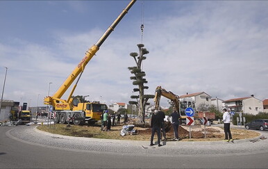 Maslina iz Italije postavljena u Vodicama postala simbol grada