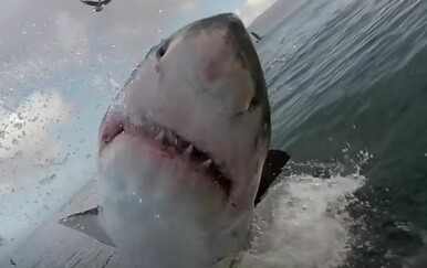 Doživjeli bliske susrete s divljim životinjama i uspjeli snimiti nezaboravne prizore