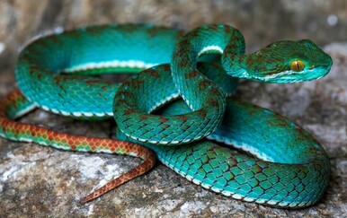 U Kambodži otkrivene dosad nepoznate vrste životinja