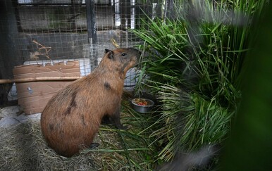 Brutalno premlaćivanje kapibare zgrozilo Brazil: Uhićeno osam osoba