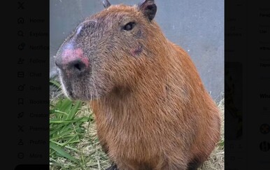 Brutalno premlaćivanje kapibare zgrozilo Brazil: Uhićeno osam osoba