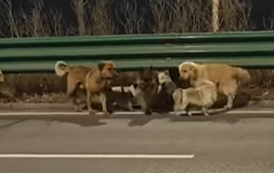 Nekoliko ukradenih pasa pobjeglo je s kamiona i vratili se svojim vlasnicima u priči koja je vrijedna filma