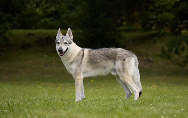Pula: Pas bez nadzora ugrizao dijete