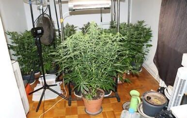 FOTO Pao diler u Zagrebu: Policija u stanu otkrila laboratorij za uzgoj droge