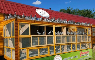 Uspjeh i znanje pretočeni u trgovinu za ljubitelje ptica: Od sjemenki do savjeta sve na jednom mjestu