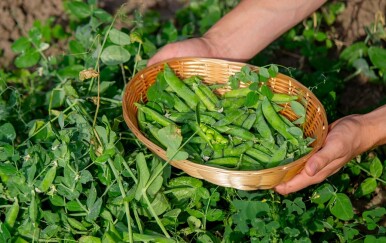 Kako sijati niski grašak i što saditi uz njega? Evo što trebate znati