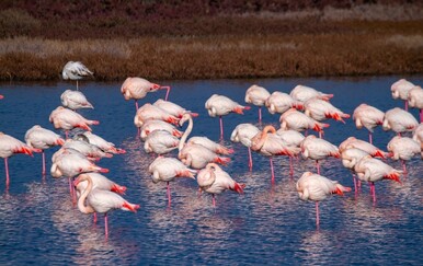 Mala Venecija, plamenci i mjesta bez turista: Divlja strane Italije na samo par sati od granice
