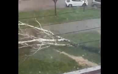 VIDEO Gospođa u Španskom snimila kako joj vjetar ruši drvo pred zgradom