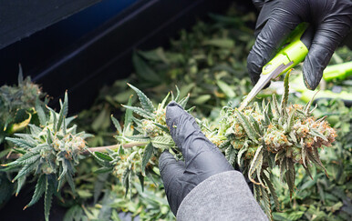 DORH: Na plantaži u Zagoju 64-godišnjakinja proizvela 11 kilograma marihuane