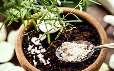 Biljke koje loše reagiraju na ljuske jaja kao gnojivo