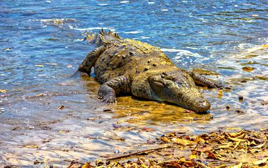 Morski krokodil (Foto: Thinkstock)