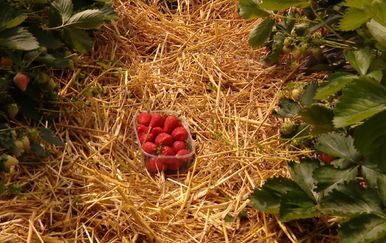 Jagode (Foto: Dnevnik.hr)