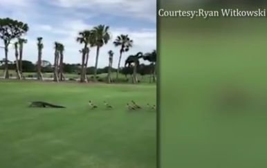 Guske potjerale aligatora s golf terena (Screenshot: YouTube/Ryan Witkowski)
