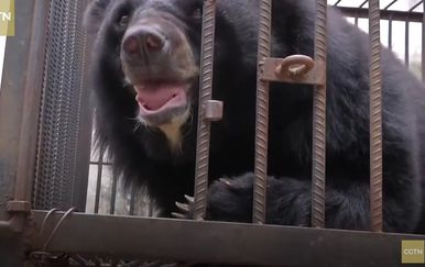 Žena mislila da je kupila štene tibetanskog mastifa, no ispostavilo se da je u pitanju – medvjed (Screenshot YouTube)