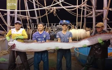 Uhvatili rijetko viđenu ribu dugu gotovo četiri metra (Screenshot YouTube)