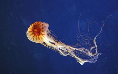 Kompas meduza (Foto: Centar za invazivne vrste)