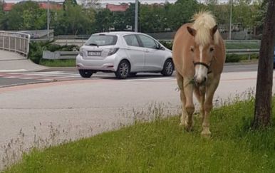 Konj prošetao Zagrebom (Foto: Dnevnik.hr) - 1