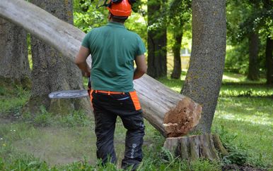 Sječa drveća u Strossmayerovu perivoju (Foto: Univerzal) - 3