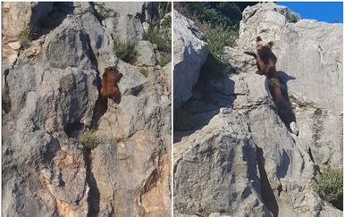 Medvjedić na stijeni (Foto: Screenshot snimke Darija Švagelja)
