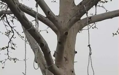 Vješala na stablu u Dubravi