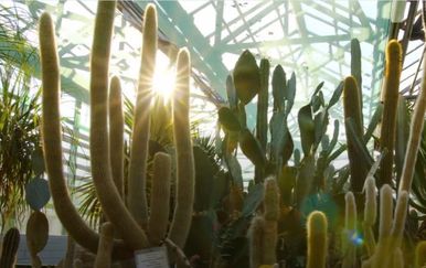 Informer: Kaktusi i sukulenti - 3