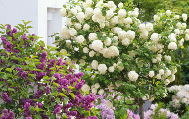 Viburnum opulus ili snježna lopta raste u raskošnim grmovima, a u vazi divno izgleda i s drugim cvijećem - 14