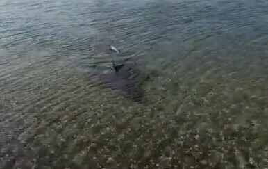 Morski pas u uvali Pomer
