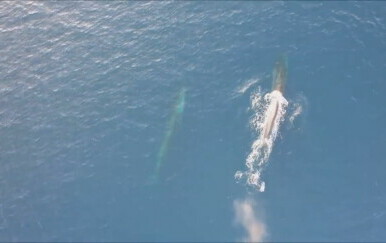 Veliki sjeverni kit u Jadranu - 4