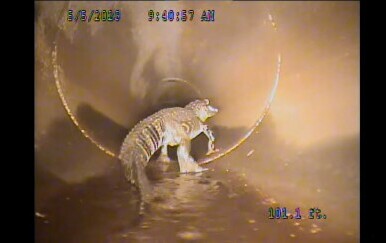 Aligator u kanalizaciji