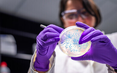 Istraživanje E. coli, ilustracija