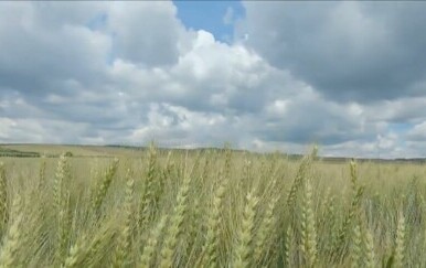 Hrvatska pšenica u Mađarskoj - 3