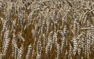Rekordne cijene pšenice - 3