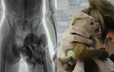 Kolumbijske vlasti uhitile su par koji je pokušavao prokrijumčariti mladunce majmuna u gaćama