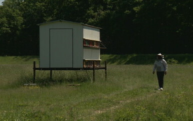 Pčelari strahuju od pomora pčela zbog pesticida
