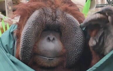 Orangutan Patrick