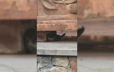 Vatrogasci u Žrnovnici intervenirali zbog zmija