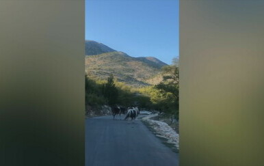 Mještane terorizira stado bez nadzora: "Nekontrolirano uništavaju parcele, sve je puno balege"