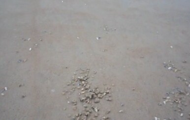 Školjke na plaži