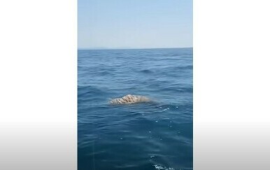 Ribari u šoku: Do barke im doplutao leš tigra!